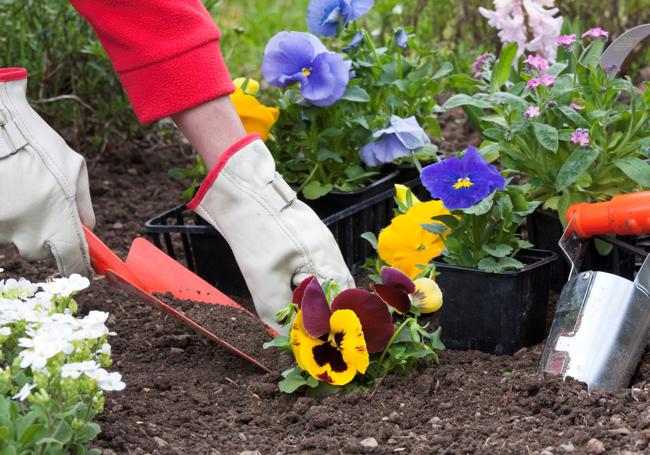 AWBS Planting Topsoil