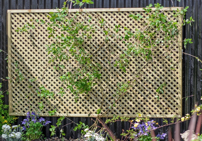 Grange Lilleshall Lattice Trellis