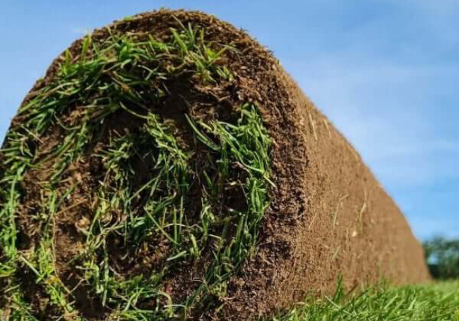 Rolawn Medallion Turf 1m² Roll