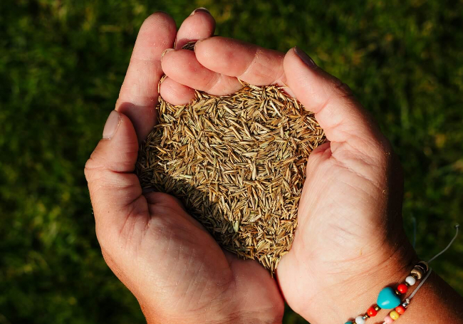 Rolawn Medallion Lawn Seed 1kg Box